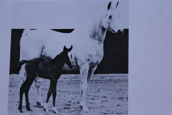 Crystal (Raseyn x Sheherzade) grey mare, foaled May 25, 1943
bred by W.K. Kellogg Institute
