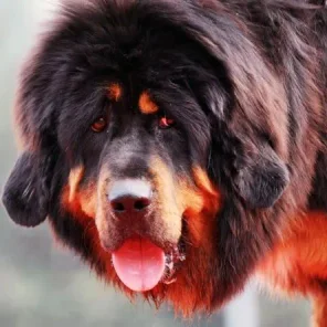 The Twelve Most Difficult Dogs To Train