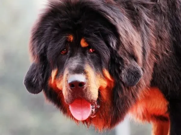 Difficult dogs to train