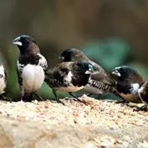 Bronze Manakin