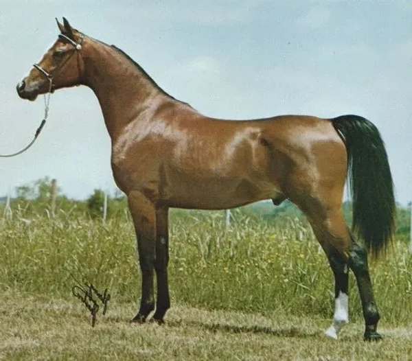 WITRASK