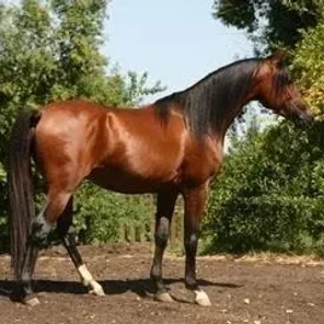Furia BP