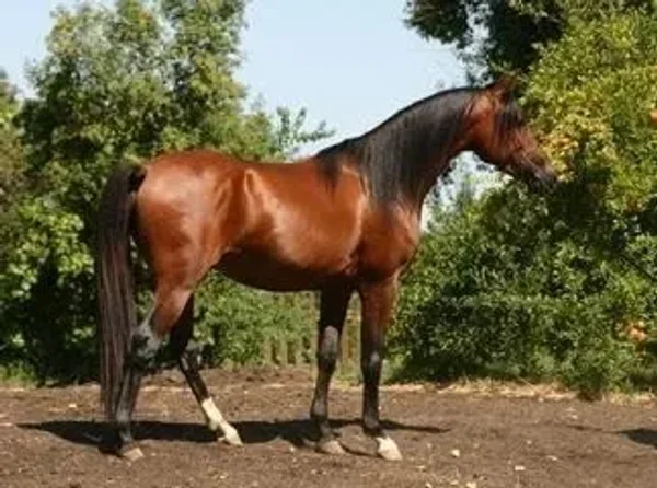 Furia BP