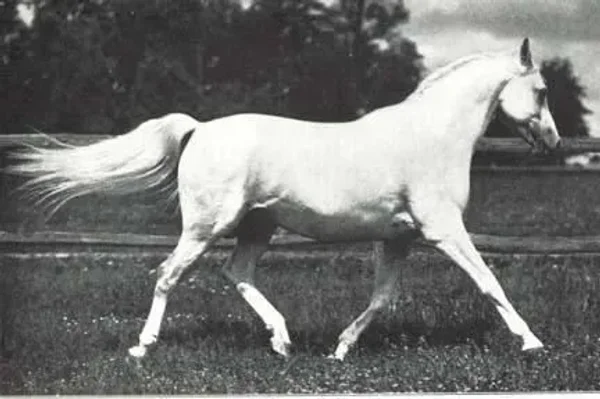 KOHEILAN VIII