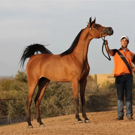 LEGACYS GLORI DSW ( Legacy of Fame x LM Magnified )