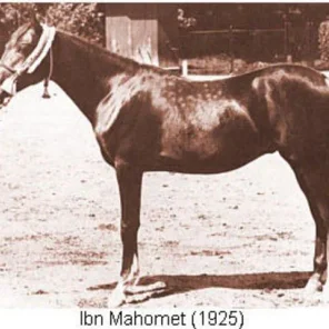 IBN MAHOMET