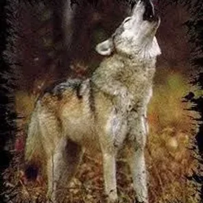 Wolf Lover