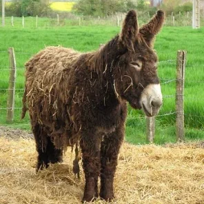 Poitou