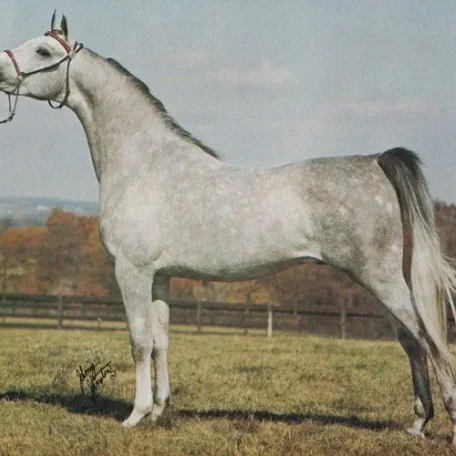 
          Photo by Luxemere Arabians
        