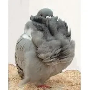 Chinese Owl