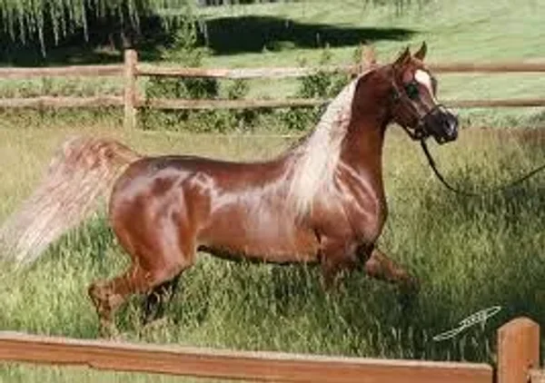 Justify