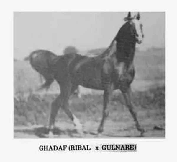 Ghadaf