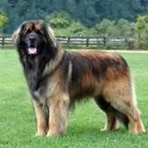 Leonberger