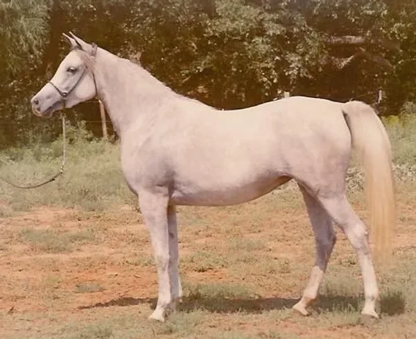 ANSATA ROSETTA
