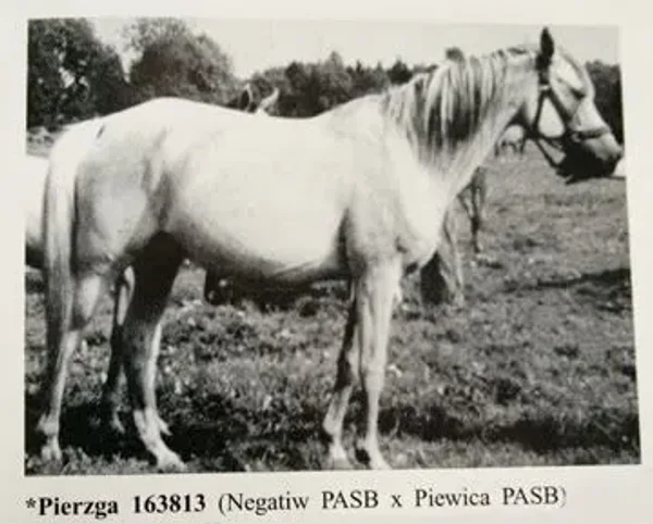 PIERZGA