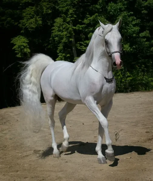Fran Bonenfant / HHF Arabians