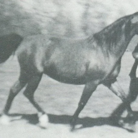 EUNICE (Comet x Epigona by Amurath Sahib)