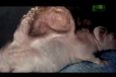The Craziest Animal Experiments