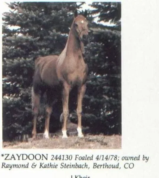 ZAYDOON