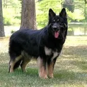 Shiloh Shepherd
