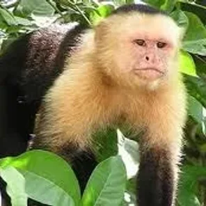 Black-capped Capuchin