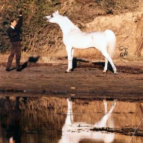 Carmargue