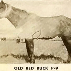 Old Red Buck