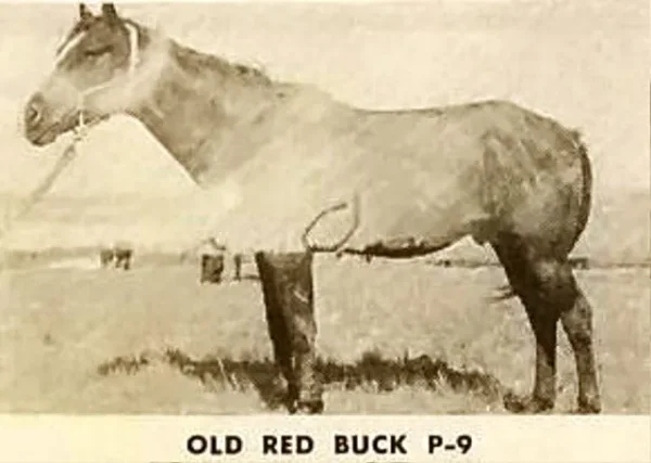 Old Red Buck