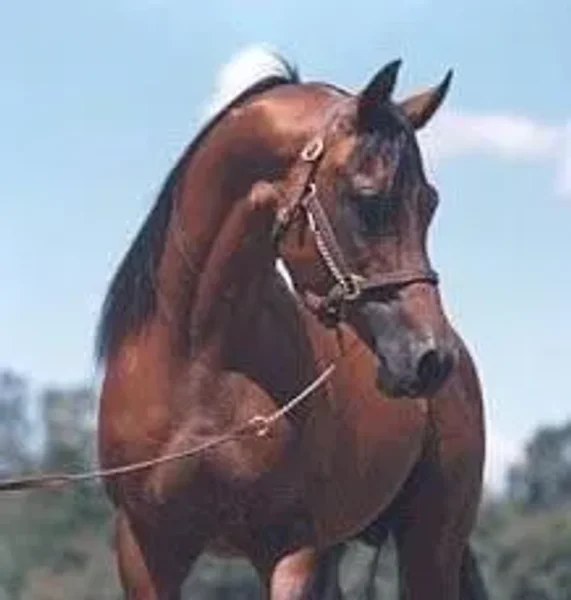 Goliat