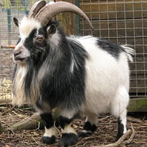 Pygmy