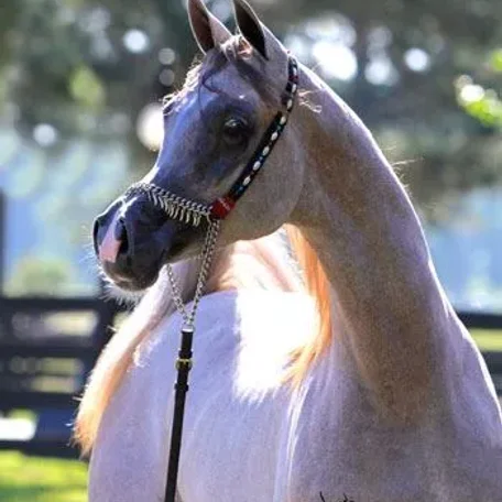 EXCALIBUR EA