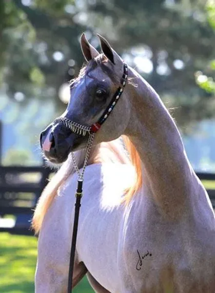EXCALIBUR EA