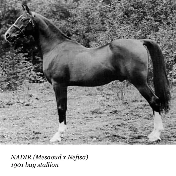 Nadir