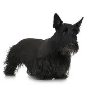 Doxie Scot (Designer Dog)