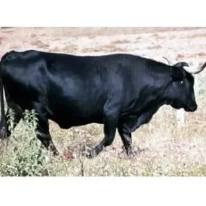 Andalusian Black