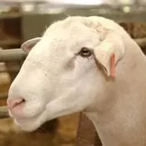 White Suffolk