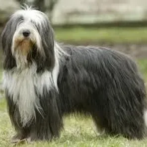 Bearded Collie