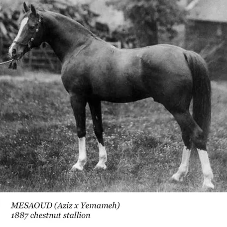 Mesaoud