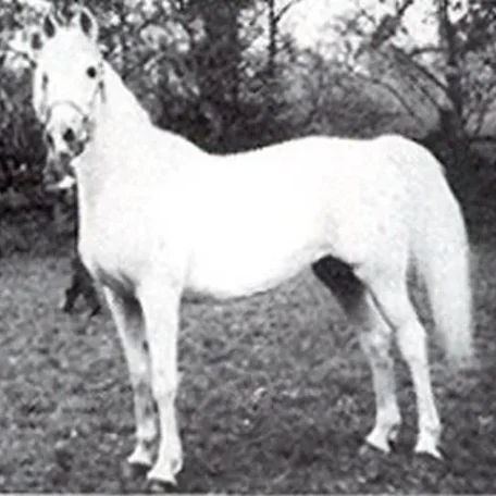 NAPRASLINA (Noer x Plotka)