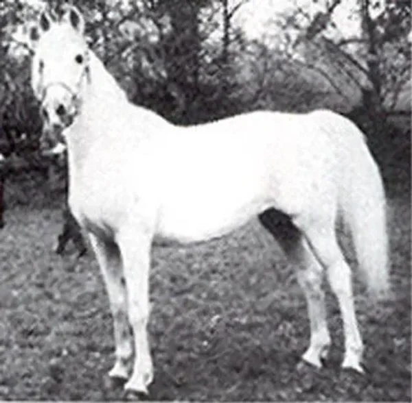 NAPRASLINA (Noer x Plotka)