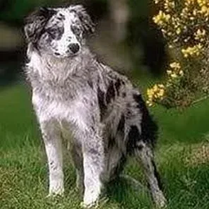 Border Collie