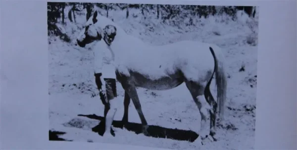 Bamboola (Raseyn x Zayata) grey mare, foaled March 20, 1940bred by W.K. Kellogg Institute