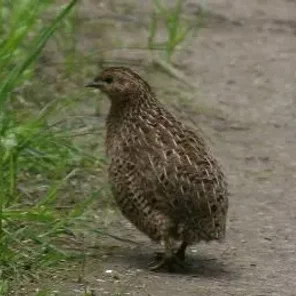 Quail