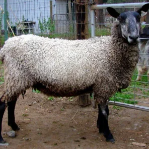 Sable