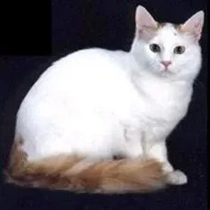 Turkish Van / Vankedisi