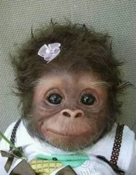 Pet Monkeys