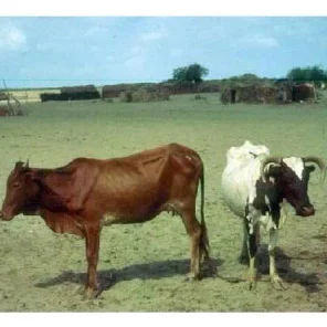 Baherie
