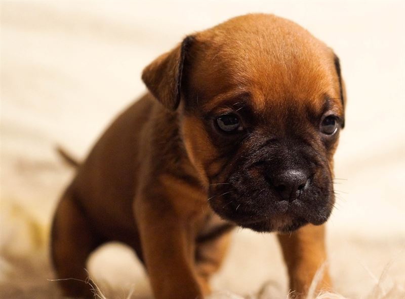 Why is my Puppy Misbehaving?
