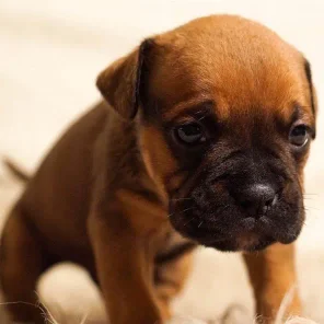 Why is my Puppy Misbehaving?