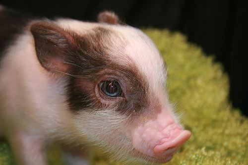 Is a Pig Right for You? Part 2